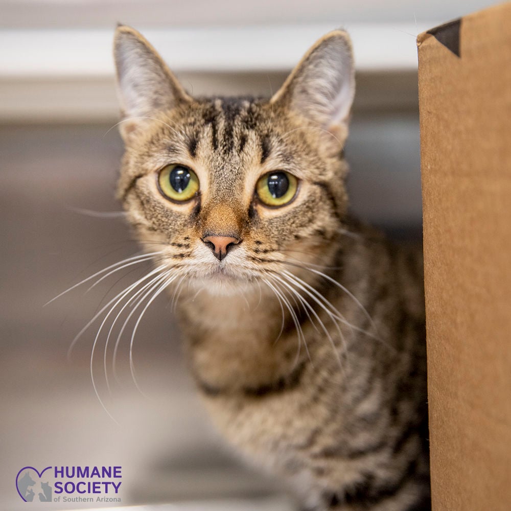 Adopt a friend: Ruca